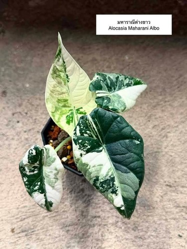 Alocasia maharani albo
