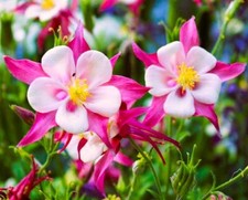 Aquilegia mixed & viola mixed Seeds 