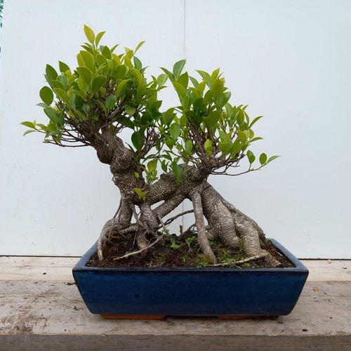Ficus microcarpa - ficus, (banyan