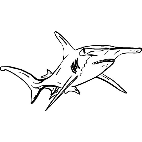 Hammerhead shark unmounted - shark',