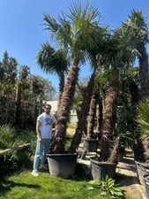 15 ft Double-Trunk Trachycarpus Fortunei– Hardy Windmill Palm Tree (Chusan Palm)