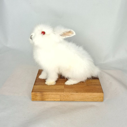 Taxidermy lionhead rabbit - taxidermy,