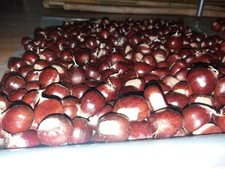 Castanea dentata, American chestnut, 40 seeds