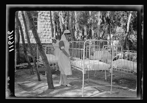 Photo safad palestine - palestine, pine