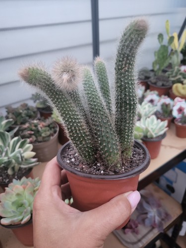 Monkey tails cactus - monkey,