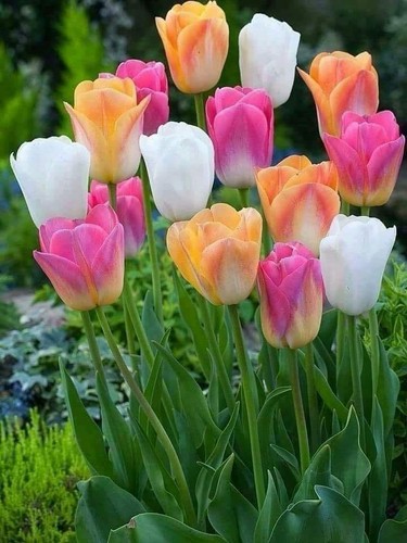 Mixed tulips stunning - mixed,