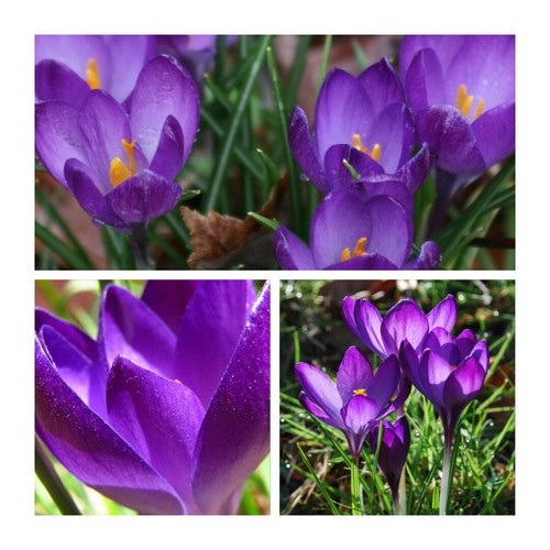 Species crocus ruby giant 50 - species,