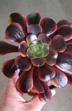 Aeonium 'Superbang  stunning