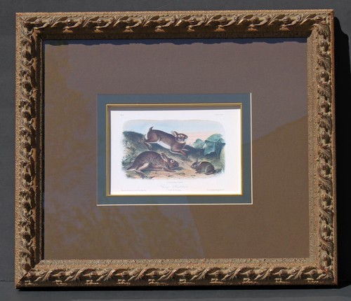 Audubon grey rabbit - jj,