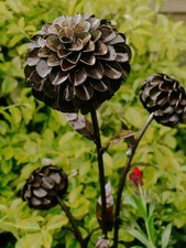 Metal Dahlias Garden Ornament Sculpture Art - Handmade Recycled Metal Flower