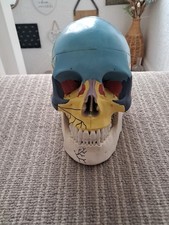 Anatomically Correct Human Skull Full Size Metallic Blue Human Skull Replica
