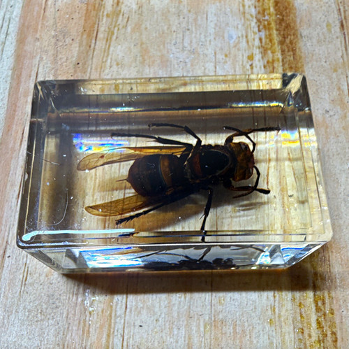 Real wasp insect specimen - insect,