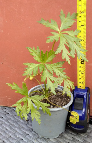 Geranium maderense guernsey - maderense,, "guernsey
