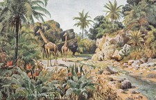 Transvaal to Austria Postcard – Tuck’s ‘Oilette’ North Eastern Transvaal