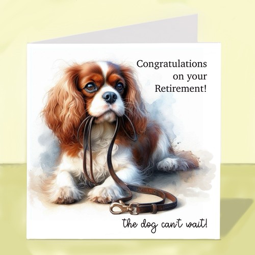 Cavalier king charles spaniel - king,