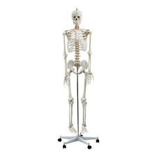Life size skeleton - life-size,