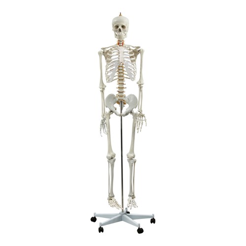 Life size skeleton - skeleton,