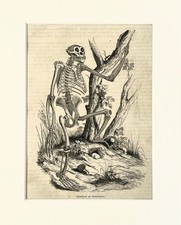 CHIMPANZEE SKELETON Animal Print - c.1880 Mounted Antique B&W Engraving