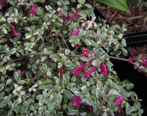 Fuchsia microphylla