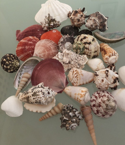 Mixed large natural - natural, shells