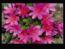 Lewisia longipetalum Little