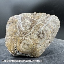 Hexagonia Polished Coral