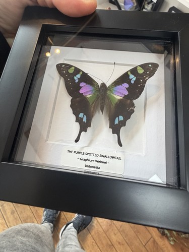 The purple spotted swallowtail - the,