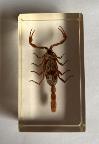 Real insect poss golden - real,