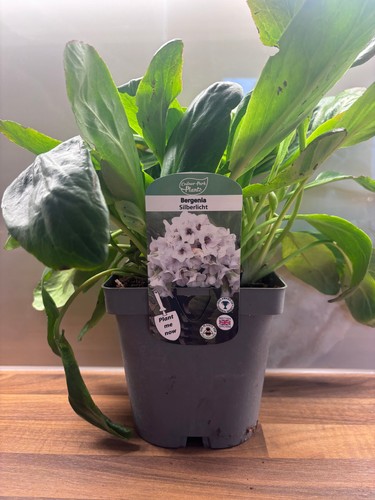 Bergenia silberlicht - silberlicht, 2l