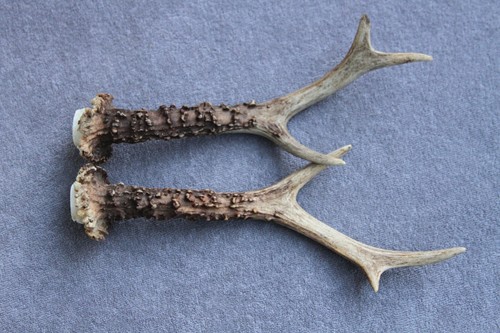 Pair roe deer antlers set - roe, (set