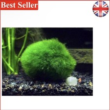 2 Giant Marimo Moss Balls - 1.5-2.5 Inches, 8-15  - Aquatic Good Luck Charm