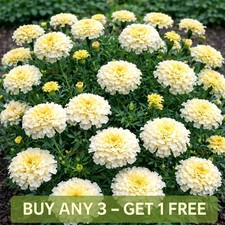 African Marigold Seeds Dwarf