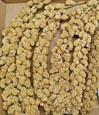 6 SPRAY MILLET FOR BUDGIES