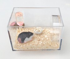 Dolls house resin guinea pig - dolls,