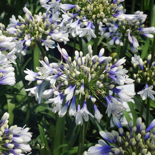 Agapanthus twister plant - agapanthus,