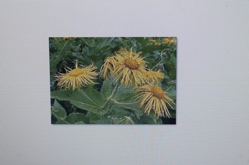 Seeds elecampane inula - 20, elecampane,