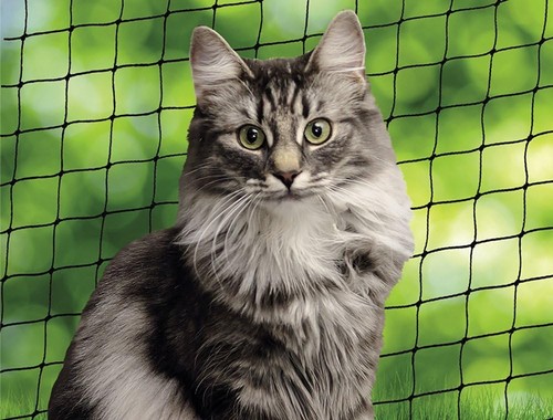 Nobby cat safety - nobby, 3