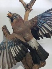 JAY with Wings Spread Hunting Garden Bird Taxidermy garrulus glandarius