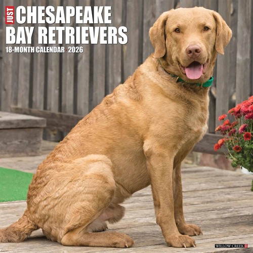 Chesapeake bay retrievers - chesapeake,