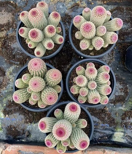 Multi heads plant - multi,