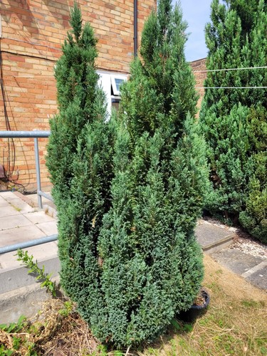Thuja occidentalis smargd - thuja,