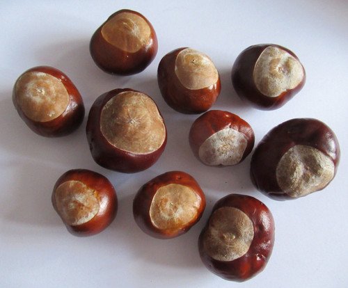 Conkers horse chestnut - conkers,