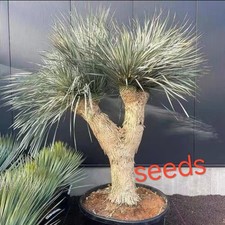 Yucca rostrata s eeds