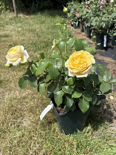 Hybrid tea rose - tea,