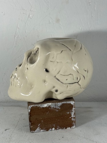 Ceramic skull money box - ceramic,