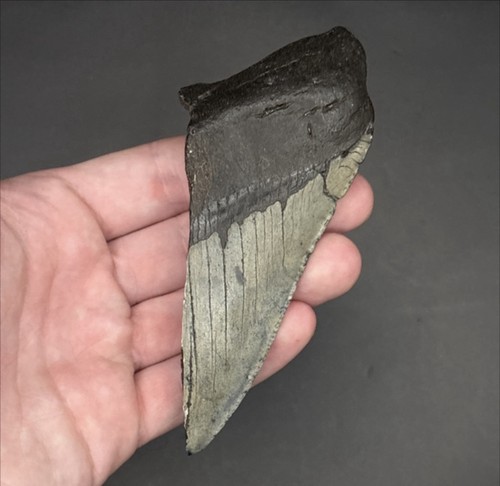 Megalodon shark tooth fragment - shark,
