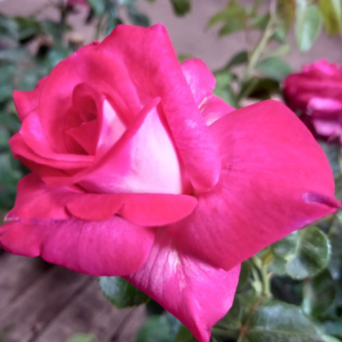 Hybrid tea rose best - best, wishes