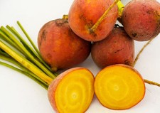 GOLDEN BEETROOT BOLDOR F1 220 FINEST SEEDS