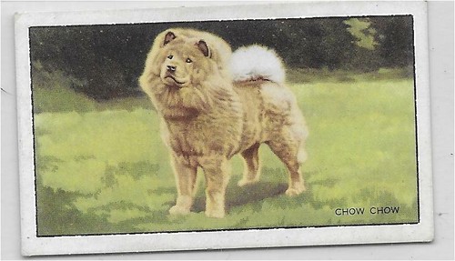 Single card original dogs real - dogs,