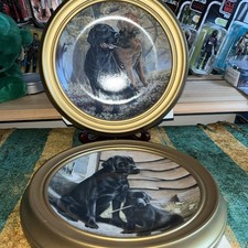 Lovely pair of  Labrador